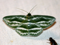 píďalka (Lepidoptera: Geometridae; Západní Papua, Indonézie)